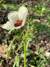 Image result for Hibiscus tridactylites