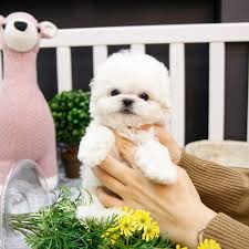 If the map above isn't working for you then there may not be any bichon frise breeders listed on google maps in north carolina, however, you can also try our bichon frise puppies for sale near me tool. Bichon Frise Puppies For Sale Best Tea Cup Pups Home Text Us 786 698 4821
