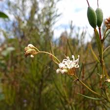 Image result for Grevillea linearifolia