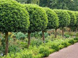 Prunus Lusitanica Clipped Standard Trees Google Search Evergreen Shrubs Garden Shrubs Small Evergreens