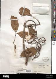 Image result for Clitandra cymulosa