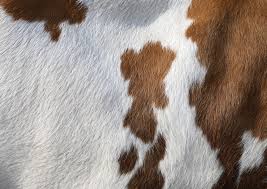 They can be natural or dyed like any other type of leather, giving them greater versatility and beauty. Cowhide Rug Faqs Cowhide Rug Tips