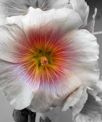 As factions battle for control, primal energies are harnessed and unleashed. Flower Linette Simoes Flickr