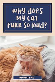 Pin On Cat Behavior