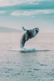 15 best places to visit in iceland. Map Of Iceland S Best Places To Visit On A First Trip Hand Luggage Only Travel Food Photography Blog