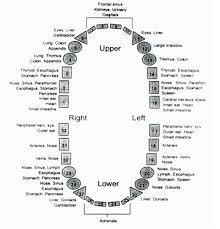 Each Tooth Is Associated With An Organ In The Body Pain In