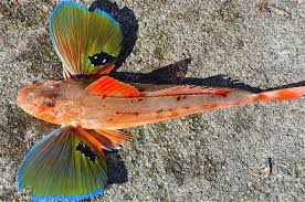 Sea Robin Animals Most Beautiful Animals Swimming Photography