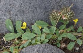 Image result for Medicago laciniata