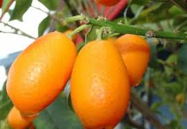 I know nothing about growing fruit trees but would love to grow apples in coffs harbour. Our Recommendations For The Best Backyard Citrus Trees Jimsmowing Com Au
