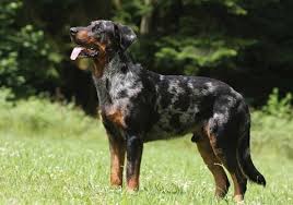  Is a Beauceron Right for You? 