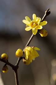 Forsythia S Izobrazheniyami Cvety Cvetenie Vesna