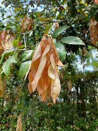 Image result for Cynometra alexandri