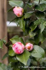Camellia Care Guide How To Grow Gorgeous Camellias In Your Garden Gardening From House To Home Grow Gorgeous Shade Loving Shrubs Camellia