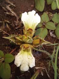 Image result for Blepharis bainesii