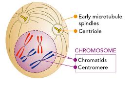 Cells alive meiosis phase worksheet answers. What Is Mitosis Let S Talk Science