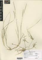 Image result for Sporobolus spicatus