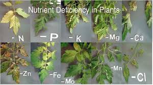 Magnesium deficiencies often occur in tandem with calcium deficiencies. Plant Nutrients Explained Everything You Ever Need To Know