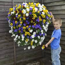 Daisy Espinal (daisyespinal)