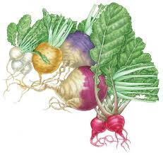In my experience, you either like them or you don't. All About Growing Turnips And Rutabagas Mother Earth News