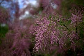 Image result for tamarix ramosissima pink cascade