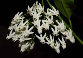 Image result for hoya multiflora