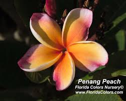 We deal with planters, flowerpots, seeds, fertilizers and pesticides also. Plumeria Penang Peach