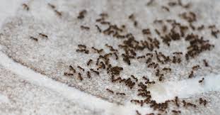 Ants are of various types and come in different colors such as black, brown, yellow, or red. Why Am I Finding Ants In The Winter