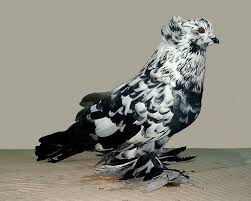 Black And White Pigeon Name Black Splash Hungarian Giant House Pigeon Pigeon Breeds Pigeon Pictures Pigeon