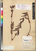 Image result for Dissotis brazzae