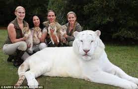 78f8e6d10a2a09c5dde20ecfa9f19657 600x 598 390 Animals Beautiful White Lion Cats