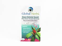Asal tumbuhan belalai gajah dari malaysia, dan disana telah banyak orang yang mengambil bibitnya untuk ditanam. Global Herbs Sabah Snake Grass Soursop Leaf Extracts Daun Belalai Gajah Daun Durian Belanda