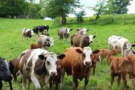 Check spelling or type a new query. The Diary Of A Jersey Cow