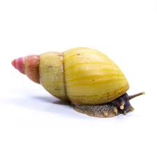 Image result for Heinsia zanzibarica