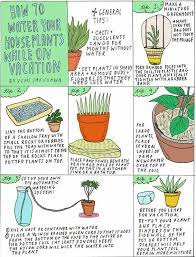 Vakantie Wat Doen We Met De Planten Mooiwatplantendoen Nl Plants Water Plants Houseplants