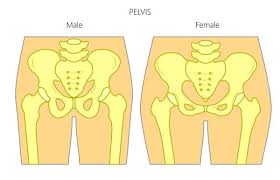Body coverings and body systems; The Difference Between Male And Female Biomechanics In Strength Training Breaking Muscle