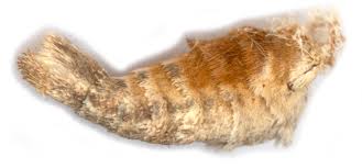 Image result for Pelurga comitata