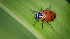 How To Attract Ladybugs Join miraculous ladybug and cat noir on their paris rescue mission, in this challenging, addictive & super fun runner! how to attract ladybugs