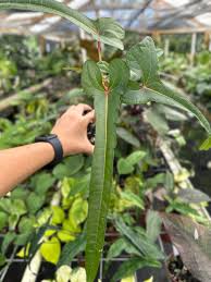 Image result for Abelmoschus