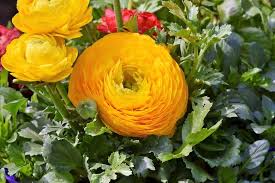 This perennial's underside of white petals are tinged with blue and have green foliage. 30 Types Of Yellow Flowers With Pictures Flower Glossary