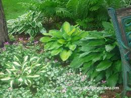 Pictures of top 2015 plants for shade in your front or backyard landscape designs with simple landscaping ideas of all types of plants that offer in addition to finding some of the best flowering plants for shade, landscaping pictures can also provide you with beautiful layouts for your garden. Made In The Shade Gardens Beautiful Ideas For Your Shade Garden Gingham Gardens