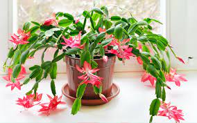 The best way to tell the difference between thanksgiving and christmas cacti is to take a close look at the leaves. How To Tell Christmas And Thanksgiving Cacti Apart Better Homes Gardens
