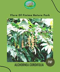 Image result for Alchornea cordifolia