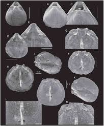 Cactus mountain properties's best boards. Upper Oligocene Chattian Brachiopod Fauna From The Aquitaine Basin Southwestern France And Its Paleoenvironmental Implications
