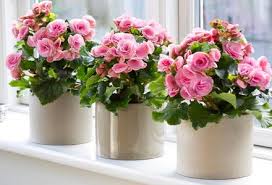 2 comments · full story. 5 Flori De Camera Usor De Ingrijit