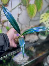 Image result for Mapania