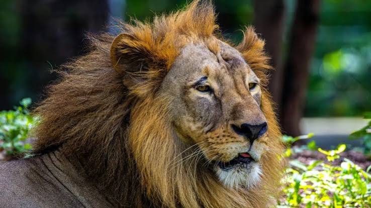 WWF Living Planet Report 2026