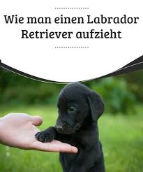 Wie Man Einen Labrador Retriever Aufzieht My Animals Labrador Schwarze Hunde Labrador Retriever
