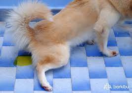 Mi Perro Orina Muy Amarillo Y No Quiere Comer Que Le Barkibu Es