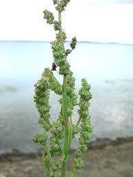 Image result for Atriplex