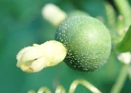 Image result for Zehneria scabra